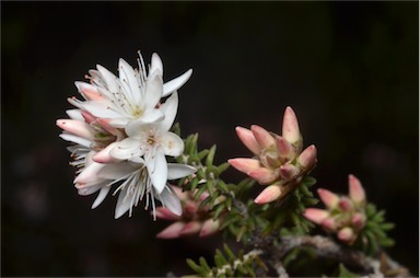 APII jpeg image of Calytrix alpestris  © contact APII