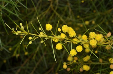 APII jpeg image of Acacia euthycarpa subsp. euthycarpa  © contact APII