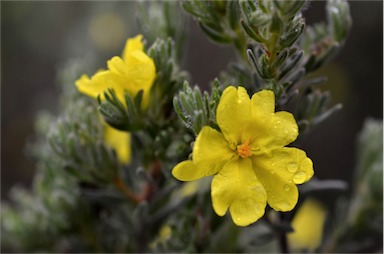 APII jpeg image of Hibbertia sericea var. sericea  © contact APII