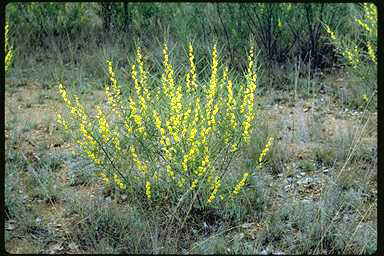 APII jpeg image of Acacia dawsonii  © contact APII