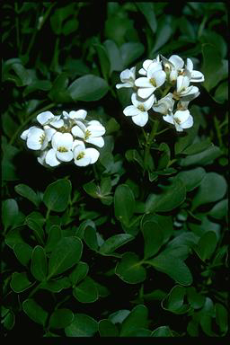 APII jpeg image of Cardamine lilacina  © contact APII