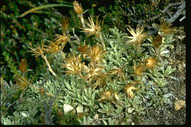 APII jpeg image of Argyrotegium nitidulum  © contact APII