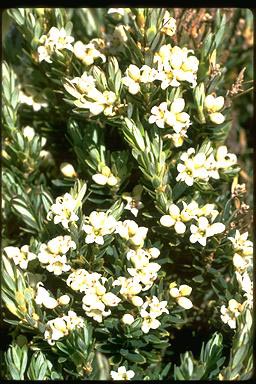 APII jpeg image of Leucopogon montanus  © contact APII