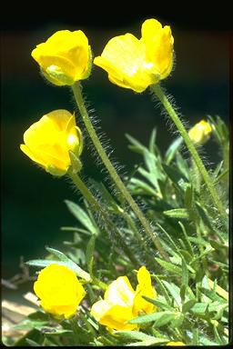 APII jpeg image of Ranunculus dissectifolius  © contact APII