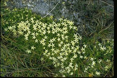 APII jpeg image of Stackhousia pulvinaris  © contact APII