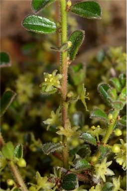 APII jpeg image of Phyllanthus hirtellus  © contact APII