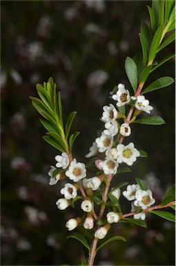 APII jpeg image of Thryptomene calycina  © contact APII