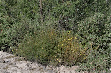 APII jpeg image of Bossiaea cinerea  © contact APII