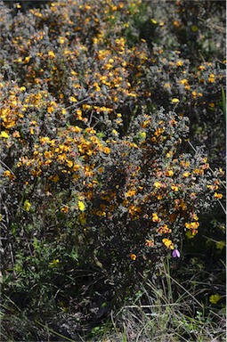 APII jpeg image of Pultenaea scabra  © contact APII