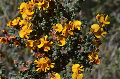 APII jpeg image of Pultenaea scabra  © contact APII