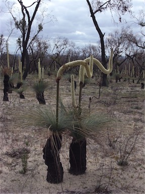 APII jpeg image of Xanthorrhoea australis  © contact APII