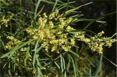 APII jpeg image of Acacia mucronata subsp. longifolia  © contact APII