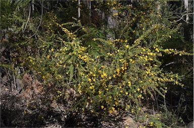 APII jpeg image of Pultenaea scabra  © contact APII