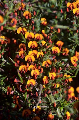 APII jpeg image of Daviesia ulicifolia subsp. ruscifolia  © contact APII