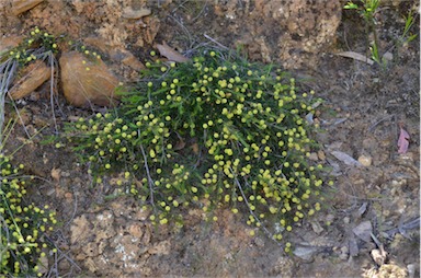 APII jpeg image of Acacia aculeatissima  © contact APII