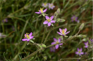 APII jpeg image of Spergularia brevifolia  © contact APII