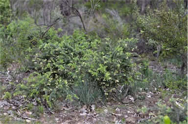 APII jpeg image of Grevillea alpina  © contact APII