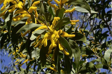 APII jpeg image of Acacia grandifolia  © contact APII