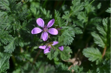 APII jpeg image of Erodium cicutarium  © contact APII