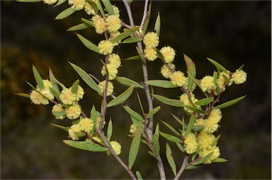 APII jpeg image of Acacia siculiformis  © contact APII