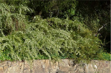 APII jpeg image of Grevillea 'White Wings'  © contact APII