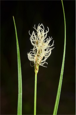 APII jpeg image of Carex chlorantha  © contact APII