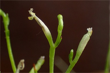 APII jpeg image of Stylidium despectum  © contact APII