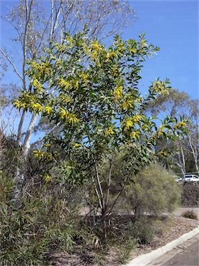 APII jpeg image of Acacia grandifolia  © contact APII