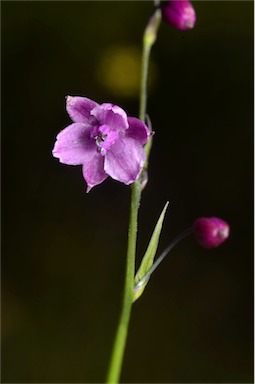 APII jpeg image of Arthropodium minus  © contact APII