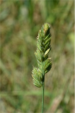 APII jpeg image of Dactylis glomerata  © contact APII