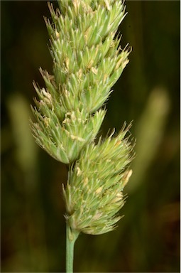 APII jpeg image of Dactylis glomerata  © contact APII