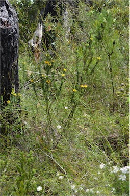 APII jpeg image of Pultenaea canescens  © contact APII