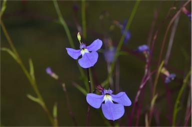 APII jpeg image of Lobelia andrewsii  © contact APII