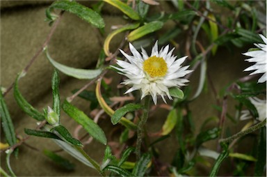 APII jpeg image of Helichrysum leucopsideum  © contact APII