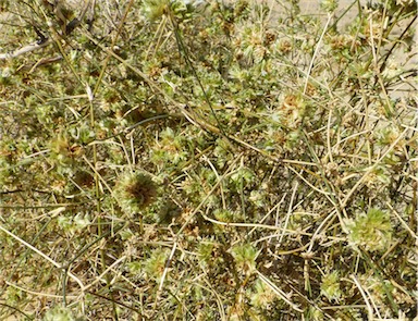 APII jpeg image of Zygochloa paradoxa  © contact APII