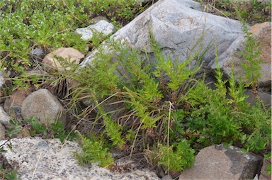 APII jpeg image of Artemisia verlotiorum  © contact APII