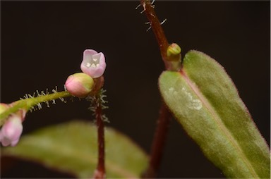 APII jpeg image of Persicaria praetermissa  © contact APII