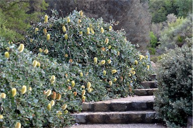 APII jpeg image of Banksia integrifolia subsp. integrifolia  © contact APII