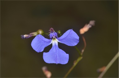 APII jpeg image of Lobelia andrewsii  © contact APII