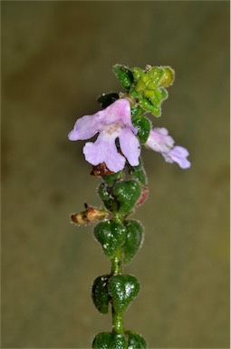 APII jpeg image of Prostanthera marifolia  © contact APII