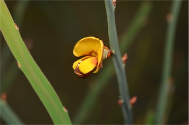 APII jpeg image of Bossiaea bombayensis  © contact APII