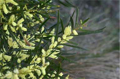 APII jpeg image of Acacia floribunda  © contact APII