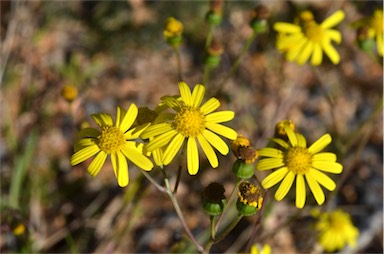 APII jpeg image of Senecio madagascariensis  © contact APII