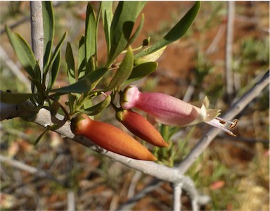 APII jpeg image of Eremophila maculata  © contact APII