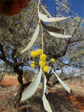 APII jpeg image of Acacia georginae  © contact APII