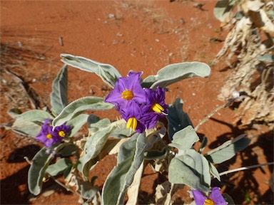 APII jpeg image of Solanum ellipticum  © contact APII