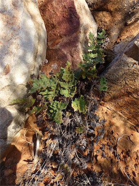 APII jpeg image of Cheilanthes lasiophylla  © contact APII