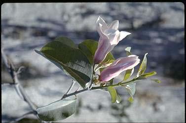 APII jpeg image of Cryptostegia grandiflora  © contact APII