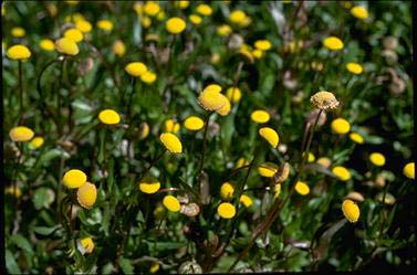 APII jpeg image of Cotula coronopifolia  © contact APII