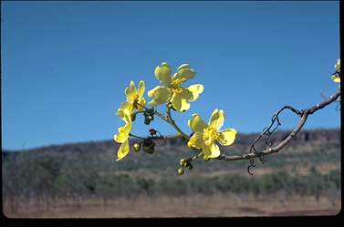 APII jpeg image of Cochlospermum fraseri subsp. heteronemum  © contact APII